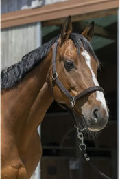 Produktbild von Satiniertes Pferdehalfter Norton für Vollblut in Braun oder Schwarz