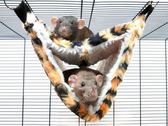 Savic Kleintier Hängematte Relax de Luxe aus Plüsch für Frettchen und Ratten 33 x 17 x 14 cm – Bild 1 von 6