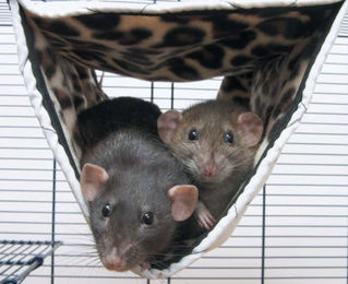 Savic Relax de Luxe Tube Tunnel-Hängematte aus Plüsch für Ratten und Frettchen, bunt, Größe M – Bild 1 von 4