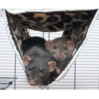 Produktbild von Savic Relax de Luxe Tube Tunnel-Hängematte aus Plüsch für Ratten und Frettchen, bunt, Größe M