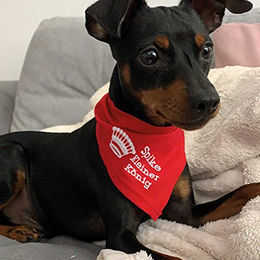 Produktbild von Schecker Besticktes Hundehalstuch Schwarz mit Motiv Kleiner König und Krone 50 cm