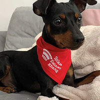 Produktbild von Schecker Besticktes Hundehalstuch Schwarz mit Motiv Kleiner König und Krone 65 cm