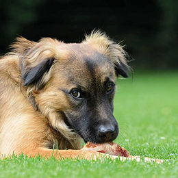 Produktbild von Schecker Edelschinken Anchetta Kausnack für kleine bis mittelgroße Hunde mit Kniescheiben aus Schwein 200g - 5 x 2 Stk.