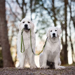Produktbild von Schecker FOURSEASON Schleppleine aus Biothane für Hunde 2,50 m wasserabweisend - 2,5 m