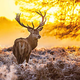 Schecker Kausnack Rothirsch Geweihstange Gr. M 75-150g Naturprodukt für Hunde - 75 g – Bild 1 von 3