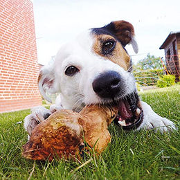 Schecker Kauwurzel Kauspielzeug für Hunde hypoallergen ohne tierisches Protein 250-450g – Bild 1 von 3