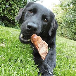 Schecker Kauwurzeln XS Naturkauartikel für Hunde hypoallergen ohne tierisches Protein 60-125g - 60 g – Bild 1 von 2