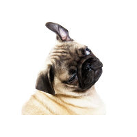 Produktbild von Schecker Schecko Vital Ohrenreiniger für Hunde 100 ml mit Arnica und Glycerin - 100 ml