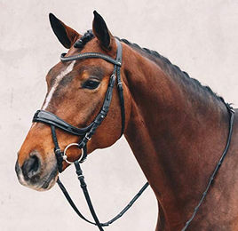 Schockemöhle Equitus Beta Trense Anatomische Leder Trense Schwarz FEI Warmblut – Bild 1 von 4