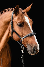 Schockemöhle Lederhalfter Frisco F für Warmblut in Schwarz Beige oder Silber – Bild 1 von 2