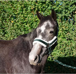 Produktbild von Schockemöhle Longe Reiten Halfter und Stricke aus Nylon für Ponys in Grün