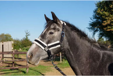 Produktbild von Schockemöhle Longe Reiten Panic Halfter und Stricke aus Nylon für Ponys in Schwarz