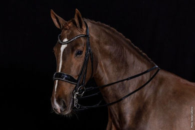 Schockemöhle Milan Glam Kandare für Warmblut in Schwarz-Silber – Bild 1 von 2