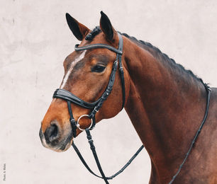 Schockemöhle Sports Equitus Beta Trense Anatomic Line aus Leder Schwarz Silber XL – Bild 1 von 4