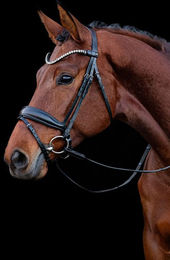 Schockemöhle Sports Trense SP Siena Premium Line aus Leder für Warmblut in Schwarz oder Grau – Bild 1 von 6