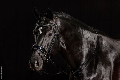Schockemöhle Trense Stanford Glam Leder für Warmblut in Schwarz mit Silber-Lack-Variante – Bild 1 von 2