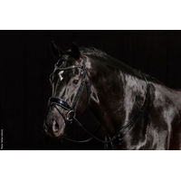 Produktbild von Schockemöhle Trense Stanford Glam Leder für Warmblut in Schwarz mit Silber-Lack-Variante