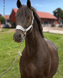 Schwarze Equestrian Halfter und Strick Set Grau aus Nylon für Pferde – Bild 1 von 1