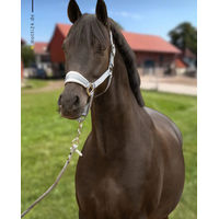 Produktbild von Schwarze Equestrian Halfter und Strick Set Grau aus Nylon für Pferde