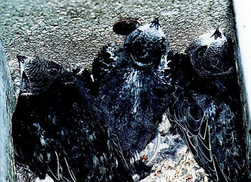 Schwegler Mauerseglernistkasten Typ Nr. 17 1-fach aus Holzbeton für Wildvögel in Grau – Bild 1 von 5