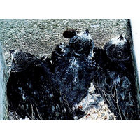 Produktbild von Schwegler Mauerseglernistkasten Typ Nr. 17 1-fach aus Holzbeton für Wildvögel in Grau