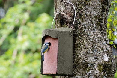 Schwegler Meisenkasten aus Holzbeton für Wildvögel in Grün – Bild 1 von 3