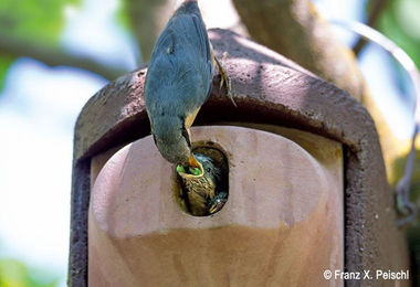 Schwegler Rotkehlchen-Nistkasten aus Holzbeton für Wildvögel in Braun – Bild 1 von 8