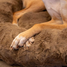 Scruffs Hundebett Alpine in Taupe Größe XL aus Polyester – Bild 1 von 8