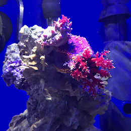 Seachem De Nitrate Nitrat-Entferner Wasseraufbereiter für Fische aus Naturmaterial 0,25 kg – Bild 1 von 4