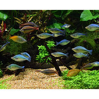 Produktbild von Seachem Equilibrium Pflanzendünger 4 kg