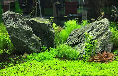 Seachem Flourish Advance Pflanzendünger für Süßwasser Aquarien 100 ml – Bild 1 von 3