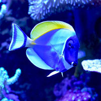 Produktbild von Seachem Marine Buffer Wasseraufbereiter für Meerwasser und Salzwasser 50 g weiß - 250 g