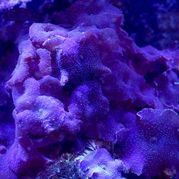 Seachem Reef Advantage Calcium Wasseraufbereiter für Meerwasser und Fische 250 g – Bild 1 von 2