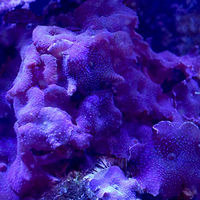 Produktbild von Seachem Reef Advantage Calcium Wasseraufbereiter für Meerwasser und Fische 250 g