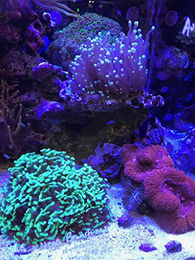 Seachem Reef Builder Wasseraufbereiter für Meerwasser 600 g – Bild 1 von 2