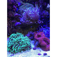 Produktbild von Seachem Reef Builder Wasseraufbereiter für Meerwasser 600 g