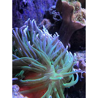 Produktbild von Seachem Reef Calcium Liquid Organic Source Meerwasser Wasseraufbereiter 250 ml