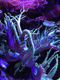 Seachem Reef Fusion 1 Wasseraufbereiter für Meerwasser mit Calcium 500 ml – Bild 1 von 2