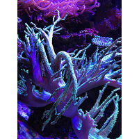 Produktbild von Seachem Reef Fusion 1 Wasseraufbereiter für Meerwasser mit Calcium 500 ml