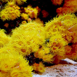 Seachem Reef-Iodid Wasseraufbereiter für Meerwasser 4 l – Bild 1 von 2