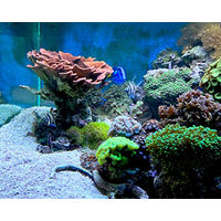 Produktbild von Seachem Reef Kalkwasser Calciumhydroxid für Meerwasser Aquarien 1kg