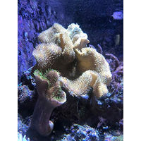 Produktbild von Seachem Reef Phytoplankton 2 l - 2 l