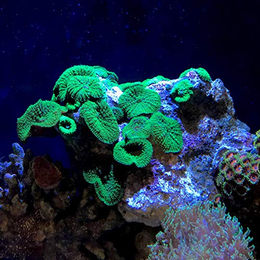 Produktbild von Seachem Reef Strontium Pflanzendünger für Meerwasser 100 ml