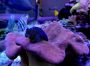 Seachem Reef Trace Pflanzendünger für Meerwasser 4 l – Bild 1 von 2