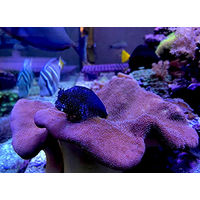 Produktbild von Seachem Reef Trace Pflanzendünger für Meerwasser 4 l