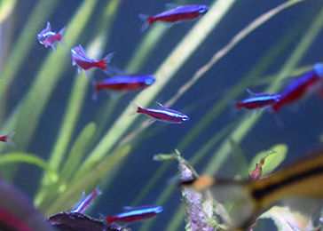 Seachem Stability Wasseraufbereiter für Fischaquarien 100 ml - 100 ml – Bild 1 von 3