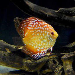 Seachem Zeolith Wasseraufbereiter und Filtermedium für Süßwasser Aquarien 200 g – Bild 1 von 2