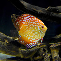 Produktbild von Seachem Zeolith Wasseraufbereiter und Filtermedium für Süßwasser Aquarien 200 g