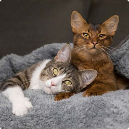 Produktbild von SELECT GOLD Katzentrockenfutter Pure Adult mit Seidenraupe glutenfrei 2,5 kg - 2,5 kg