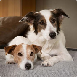 Produktbild von SELECT GOLD Sensitive Junior Hundefutter Huhn und Reis 40x125 g - 40 x 125 g